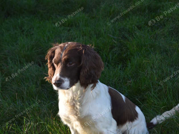 Rehome english springer spaniel cheap