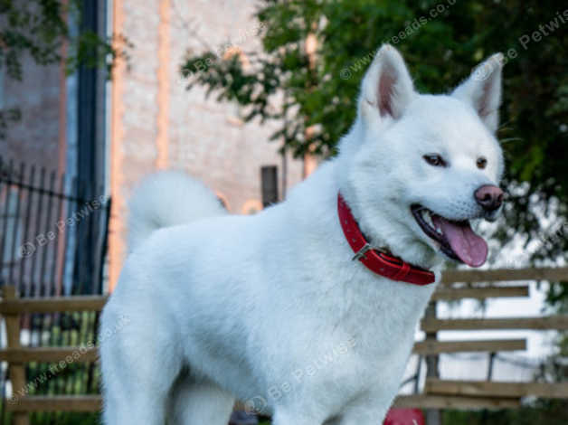 Japanese Akita Inu Puppies in Burton On Trent DE15 on Freeads