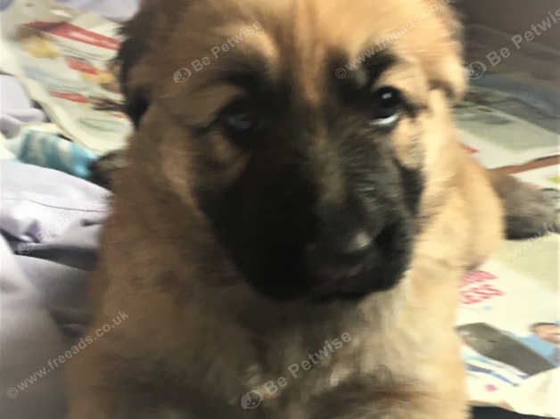 Stunning Litter Of German Shepherd Puppies Long Haired Straight