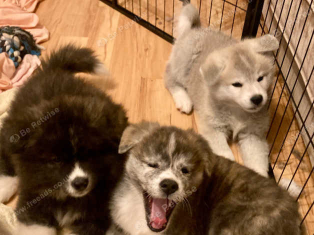 Beautiful Japanese Akita Inu Puppies For Sale in Peebles on Freeads