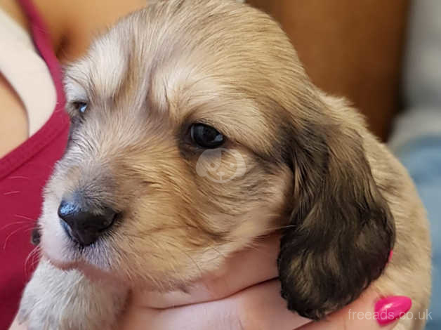 2 Beautiful Cream Longhaired Mini Dachshund Puppies In Somerset On