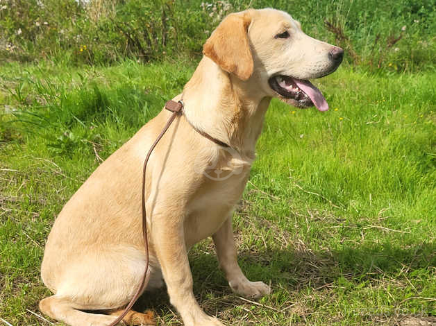 6 month old golden hot sale labrador