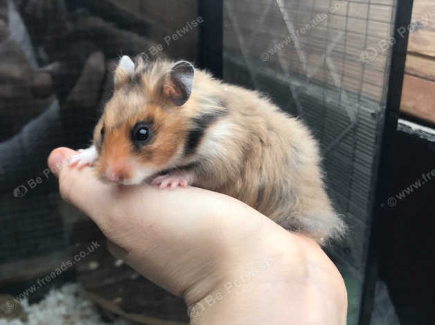 Dwarf Hamster FAQs - Harvey Hams