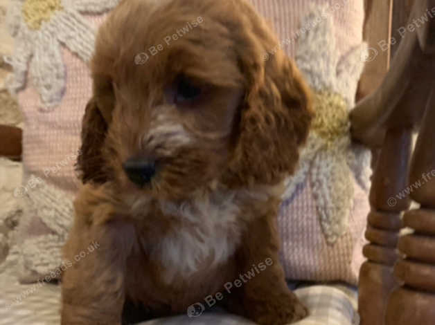 Golden cockapoo best sale puppies for sale