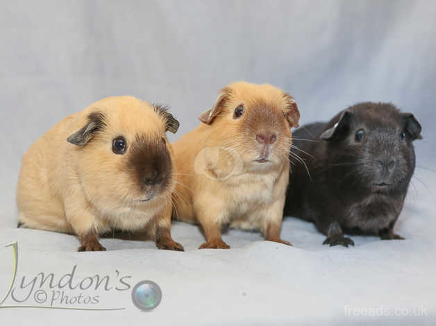 Californian hot sale guinea pig