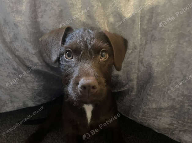 5 Month Old Patterdale Terrier Puppy Female In Barnsley S70 On Freeads ...