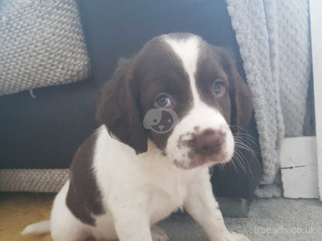 beagle springer spaniel mix puppies for sale
