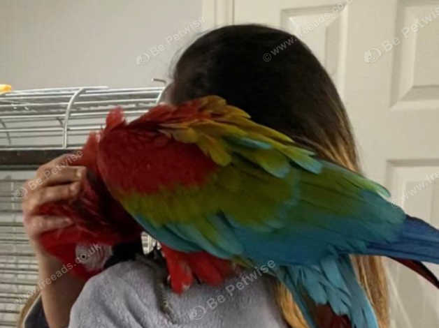 Fully Tame Greenwing Macaw For Sale in Coventry on Freeads Classifieds -  Parrots classifieds