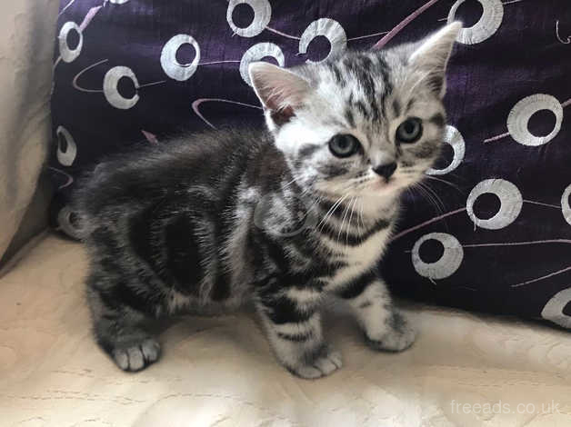 black and white tabby kittens for sale