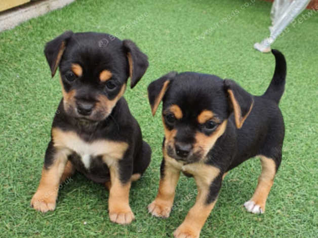 Black and tan hot sale miniature jack russell