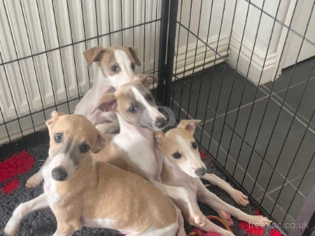 Working best sale whippet pups