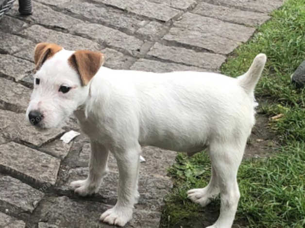 Parsons terrier hot sale rescue