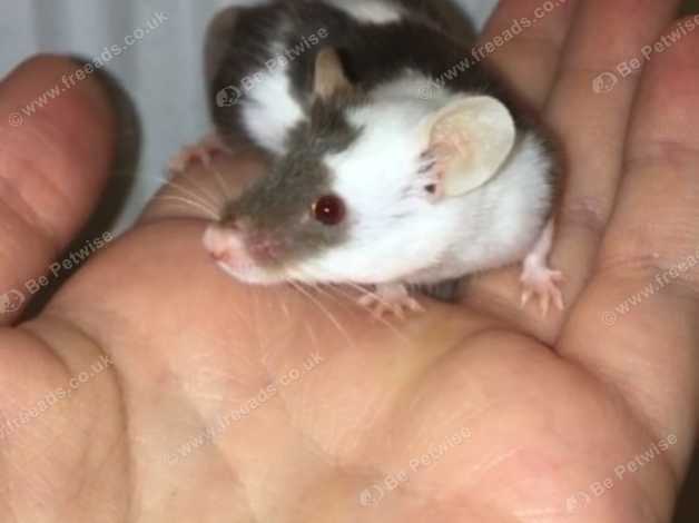 male mouse for sale