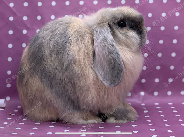 Harlequin 2024 mini lop