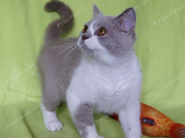 British Shorthair Bi Color Lilac In London On Freeads Classifieds