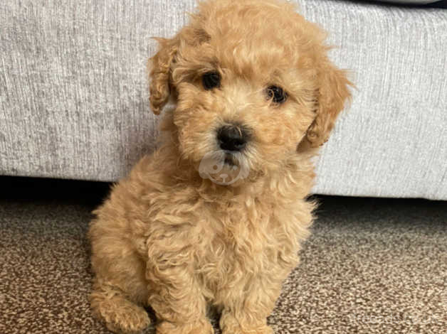 Coton poodle mix store dog