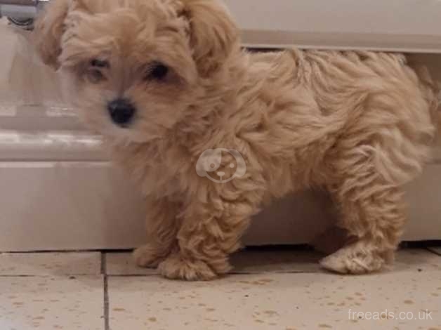 toy poodle coton de tulear mix