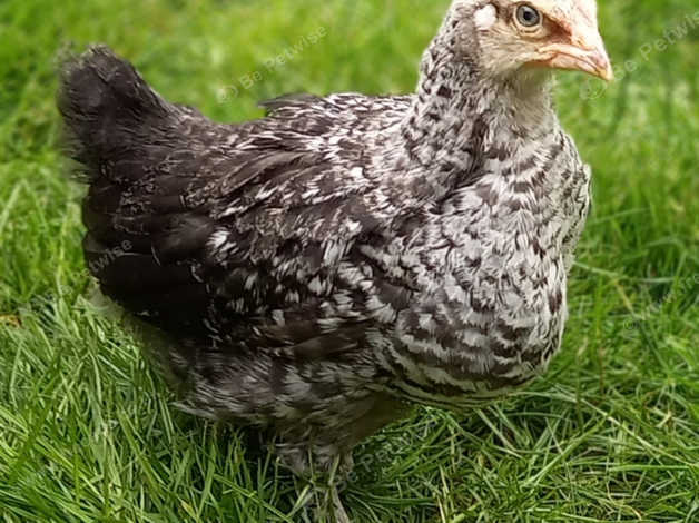 Speckled Ranger Part Maran Chicken, Chick, Hen in Havering RM5 on ...