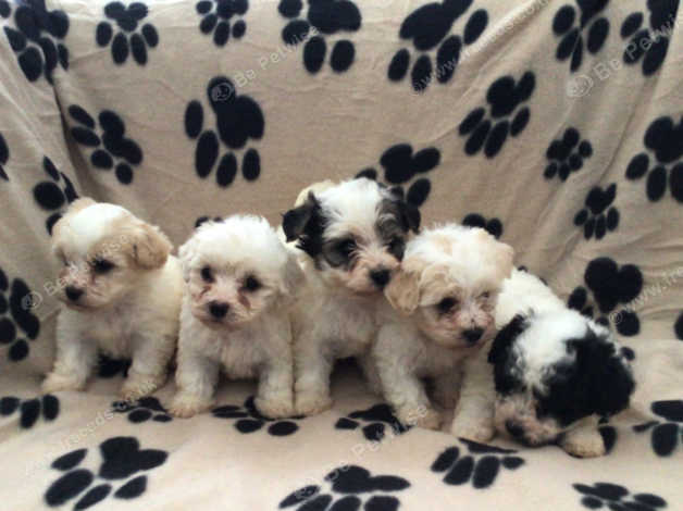 Bichon frise 2024 x yorkie