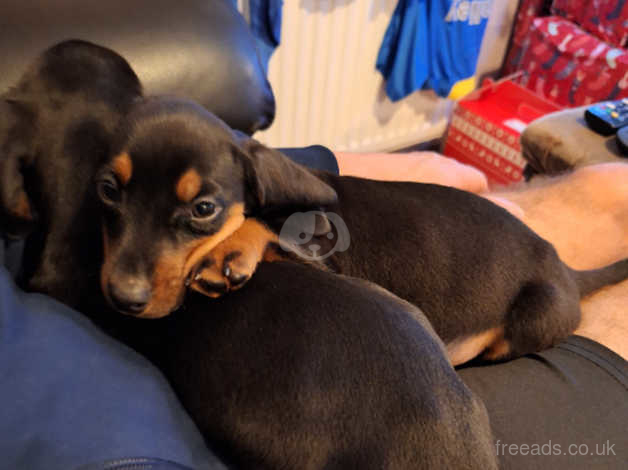 Miniature dachshund puppies for adoption sales near me