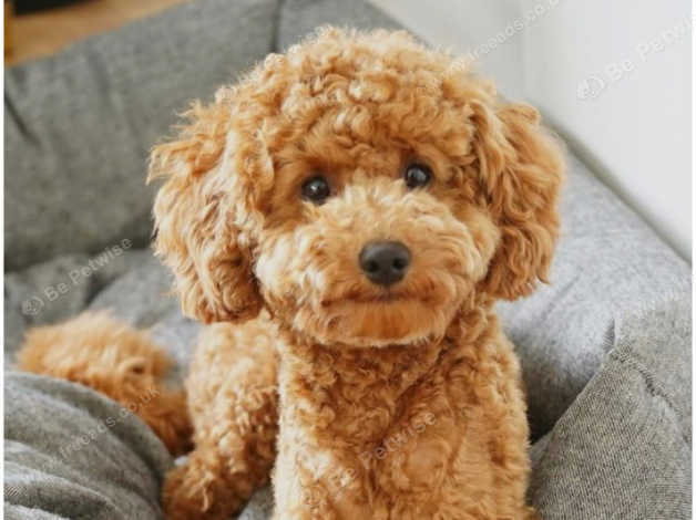 Looking For Miniature Poodle Age 6 Months Plus in Darlington on Freeads ...