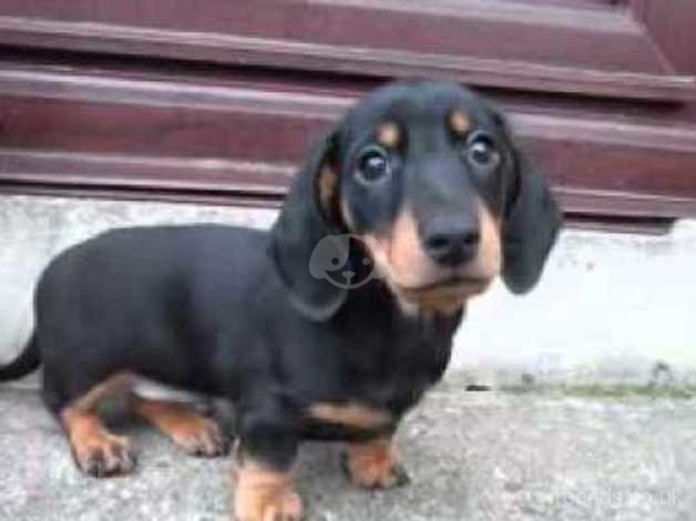 wanted dachshund puppy
