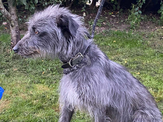 Bedlington deals x lurcher