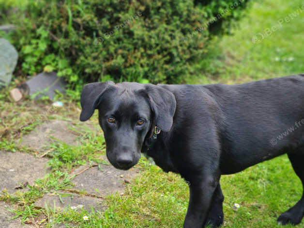 Sandringham labrador shop puppies for sale