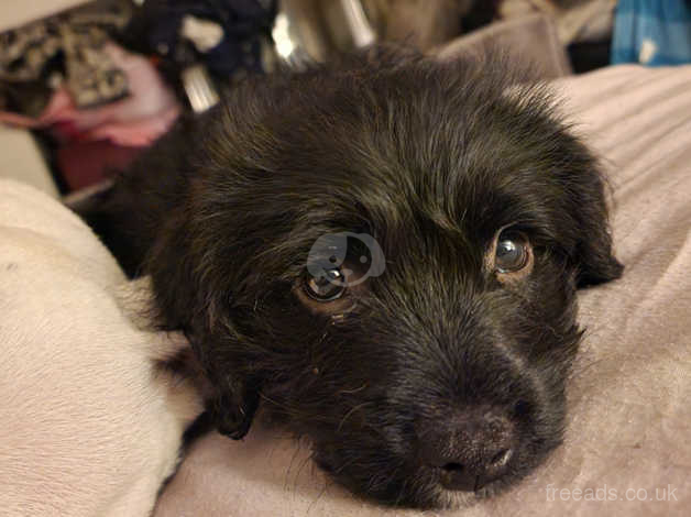 Staffordshire bull terrier sales cross poodle