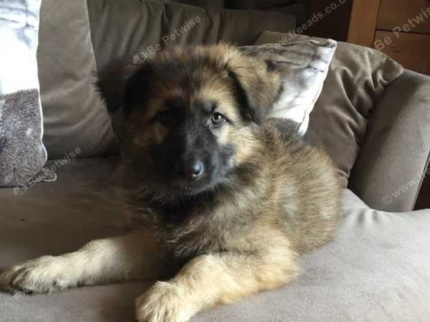 8 Week Old G S D Puppy Male Ready Now Semi Long Haired In
