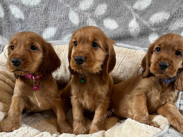 Show type best sale cocker spaniel puppies