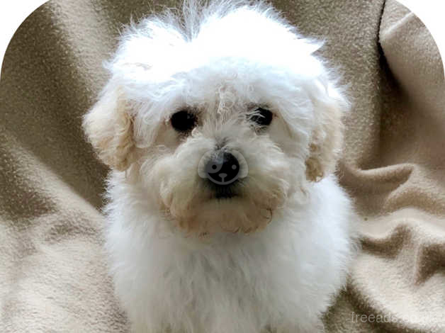 Poochon Puppies For Sale In London Fully Vaccinated In Ealing W3 On Freeads Classifieds Mixed Breed Classifieds
