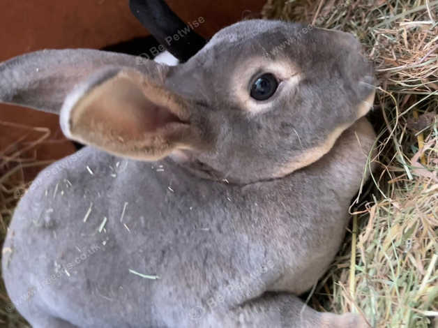 Female rex hot sale rabbit