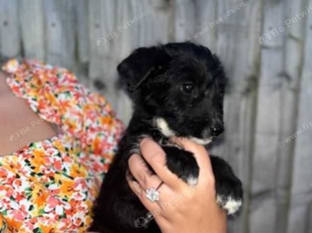 Airedale border collie hot sale cross for sale