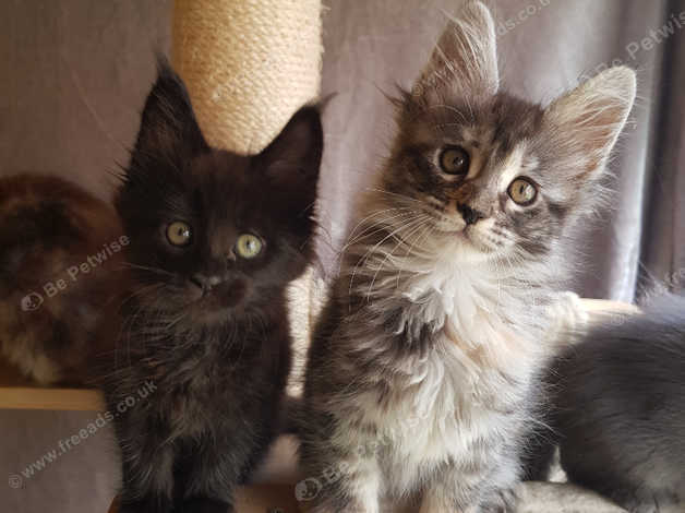 Tica Registered Maine Coon Kittens in Bristol on Freeads Classifieds ...