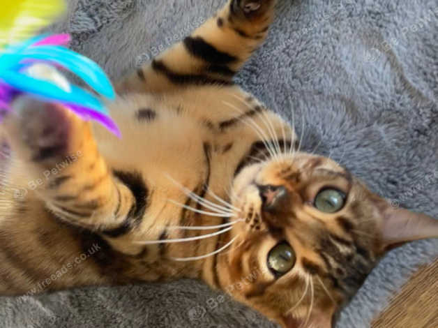 Glitter bengal best sale kittens for sale