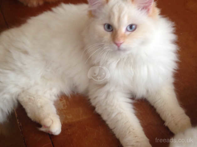 Red lynx sale point siberian cat