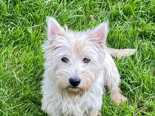 West highland deals white terrier price