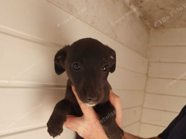 Beautiful Kc Whippet Puppies For Sale In Hartlepool On Freeads