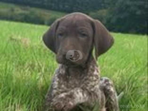 German shorthaired pointer hot sale puppies near me