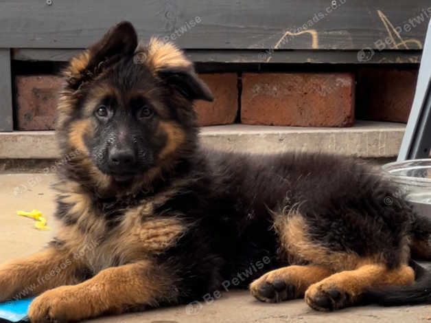 Long haired german shepherd for outlet sale