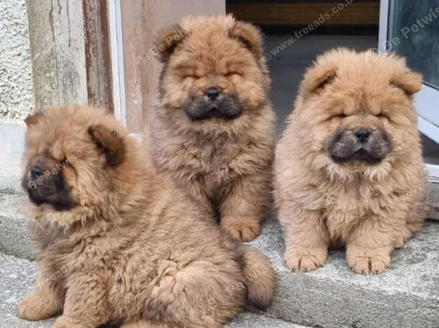 Chunky shop chow chow