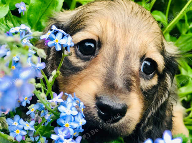 Miniature Long Haired Dachshund Puppies In London On Freeads