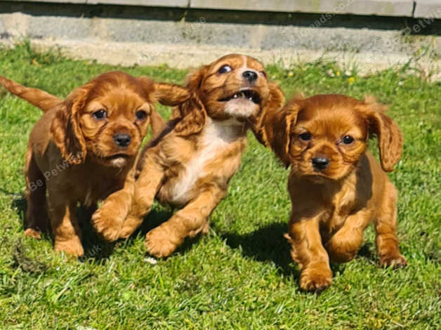 Cavalier king charles x best sale cocker spaniel