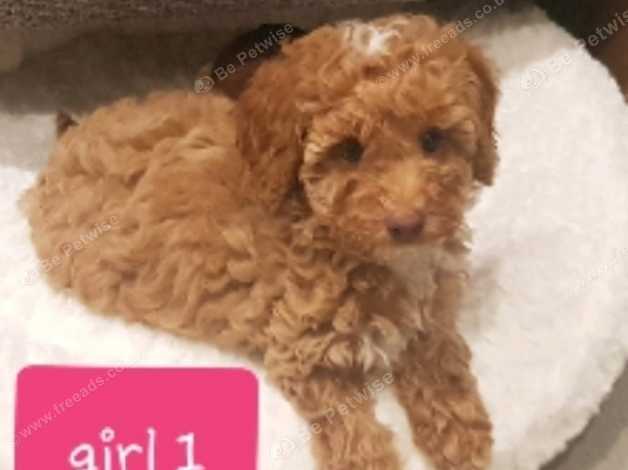 Pedigree miniature poodles for sale sale