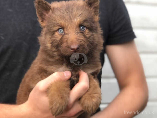 liver gsd puppies for sale