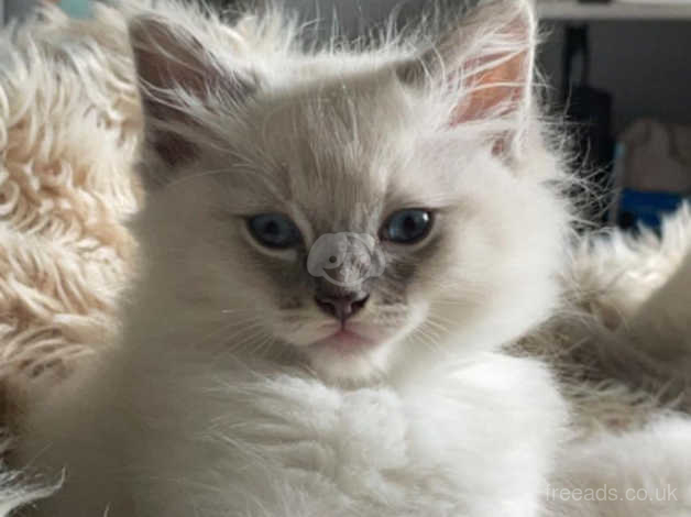 Blue Mitted Ragdoll Kittens For Sale Ready Now In Bridgnorth On Freeads Classifieds Ragdolls Classifieds