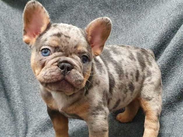 French Bulldog Puppies Available(blue And Blue Merle Tan ...