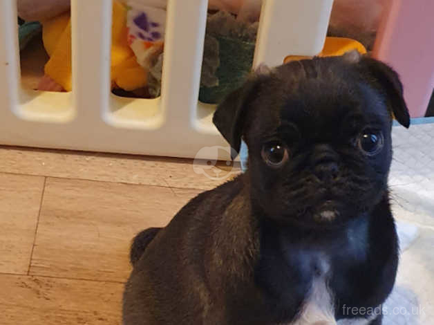 Silver platinum hot sale pug puppies