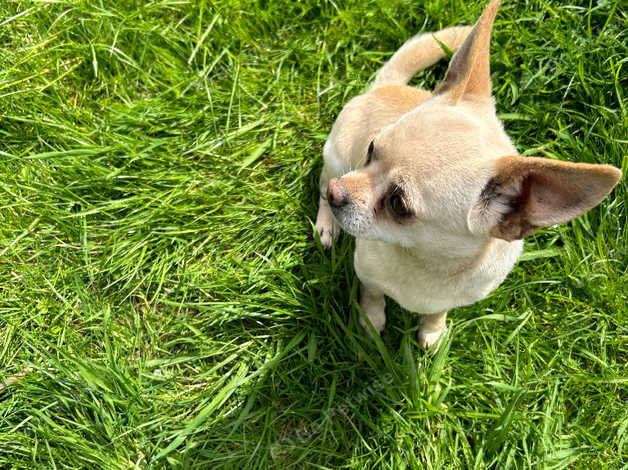 Kc Male Chihuahua In Worcester Wr4 On Freeads Classifieds - Chihuahuas 